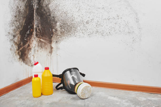 Best Attic Mold Removal  in Stevens Point, WI