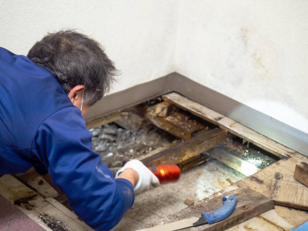 Best Mold Remediation  in Stevens Point, WI
