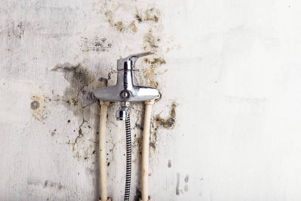 Best Commercial Mold Removal  in Stevens Point, WI