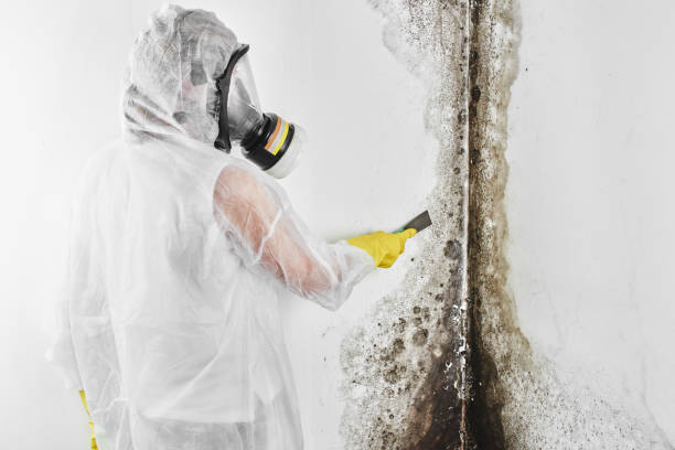 Best Commercial Mold Removal  in Stevens Point, WI