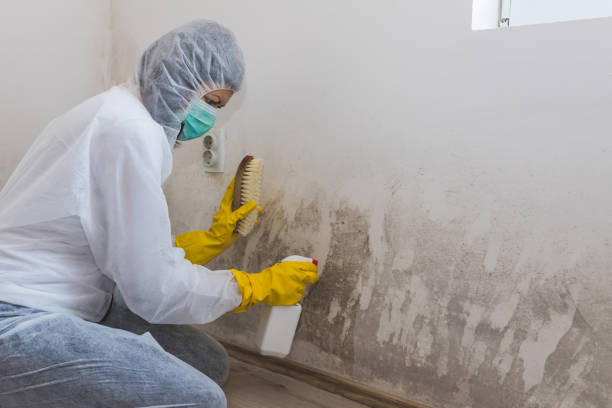 Best Black Mold Removal  in Stevens Point, WI