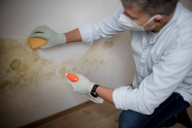 Best Fast Mold Removal  in Stevens Point, WI
