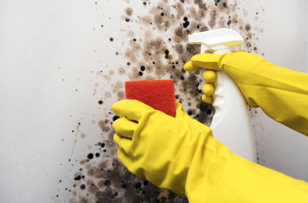 Best Emergency Mold Removal  in Stevens Point, WI