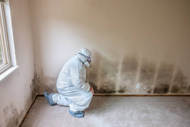 Best Mold Testing  in Stevens Point, WI