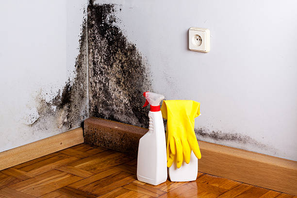 Best Mold Removal Company Near Me  in Stevens Point, WI