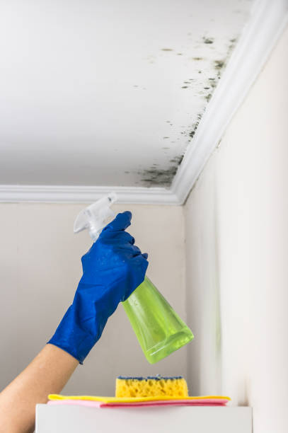 Best Emergency Mold Removal  in Stevens Point, WI