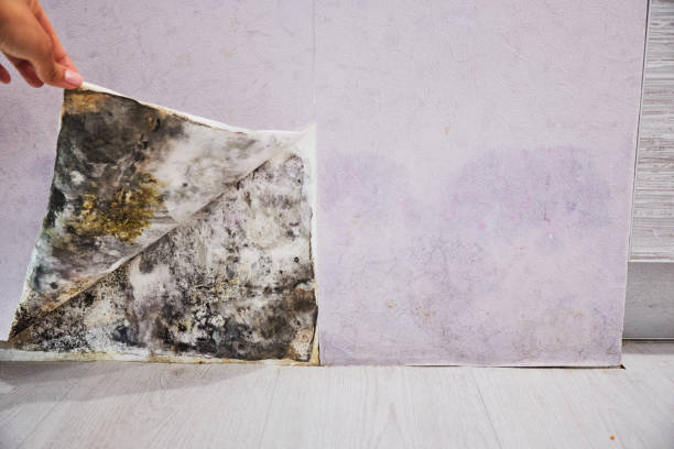 Best Toxic Mold Removal  in Stevens Point, WI